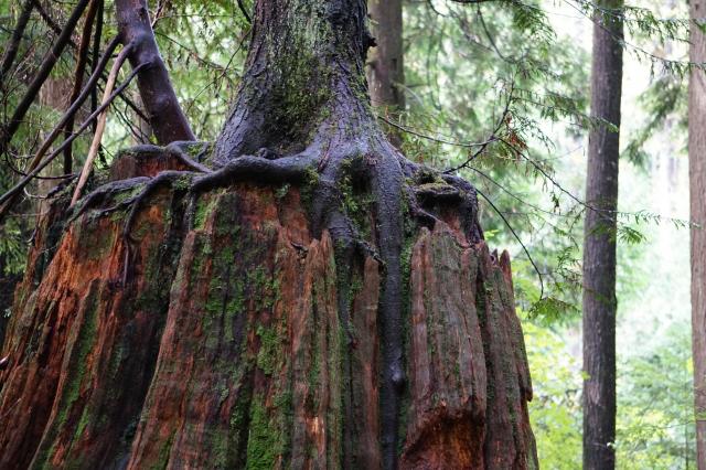 Baden Powell Trail