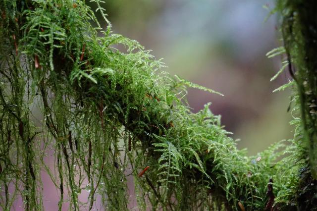 Baden Powell Trail