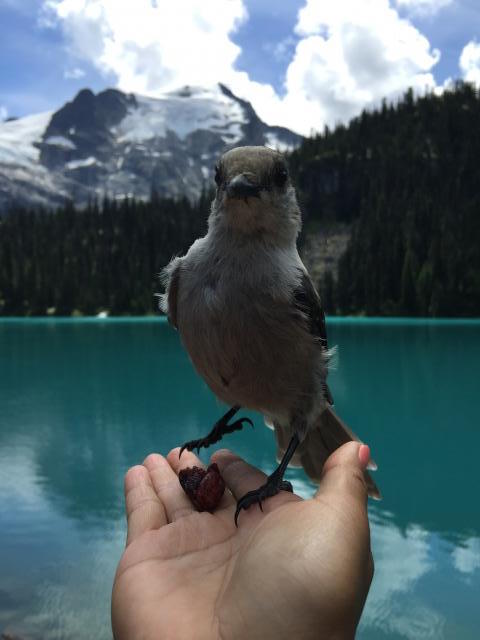 Joffre Lakes Trail