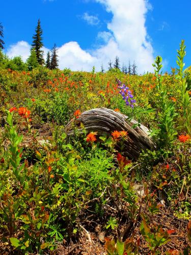 Heather Trail