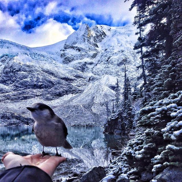 Joffre Lake Trail