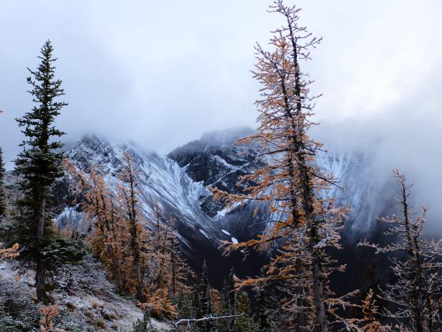 Mt Frosty And Larch Grove