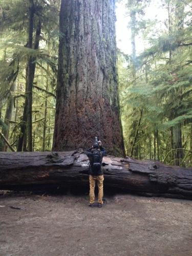 Old Growth Trail