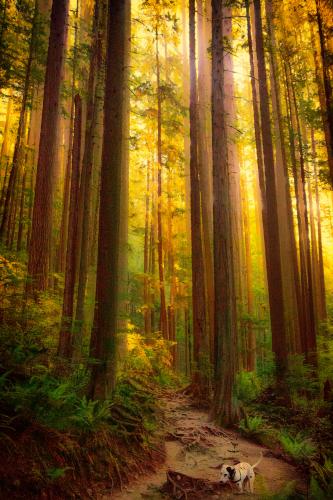 Quarry Rock Trail