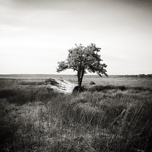 Ladner Dyke Trail