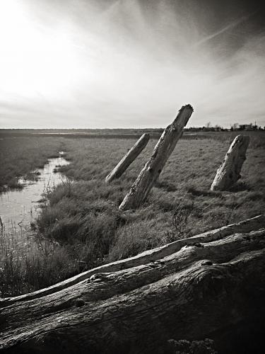 Ladner Dyke Trail