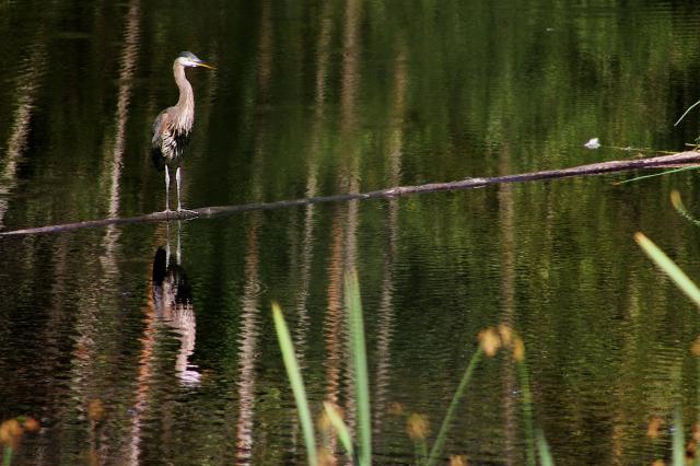 Maplewood Flats Conservation Area