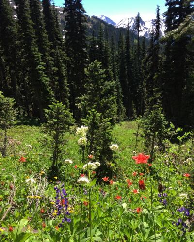 Taylor Meadows Towards Black Tusk/Panorama Ridge