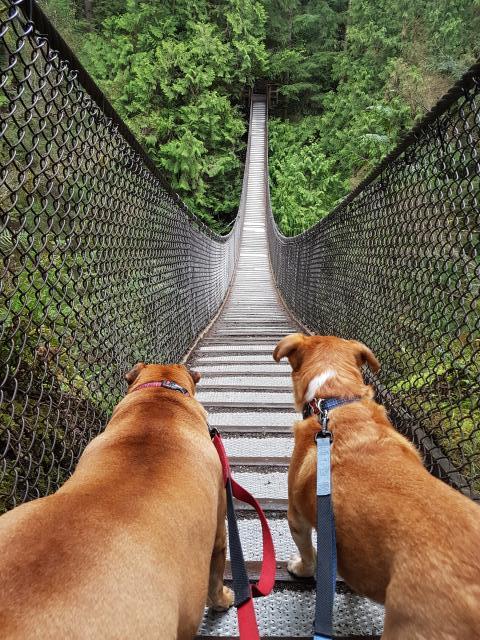 Lynn Canyon