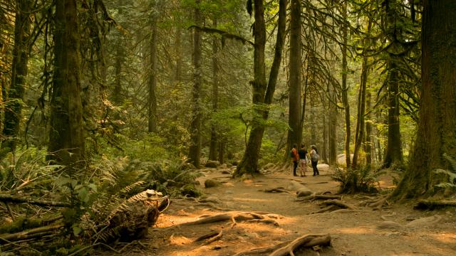 Lynn Canyon