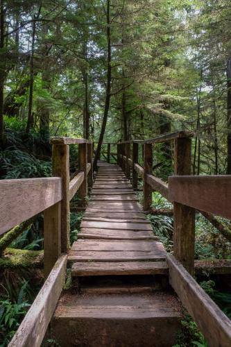 Rainforest Trail