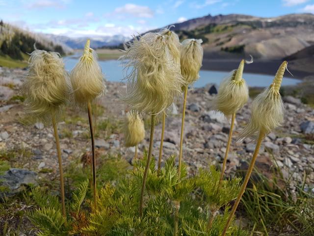 Garibaldi Lake/Helm Creek Traverse