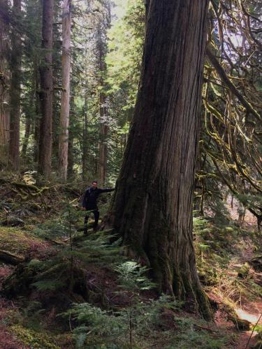 Chilliwack Trail