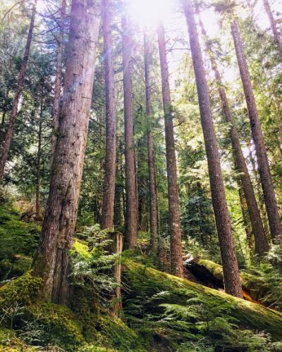 Old Growth Forest