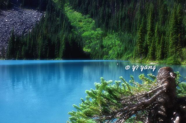 Joffre Lake, Trail From Lower Lake To The Middle Lake