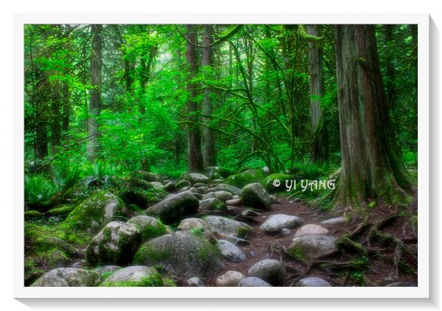 Thirty Foot Pool Trail In Lynn Canyon