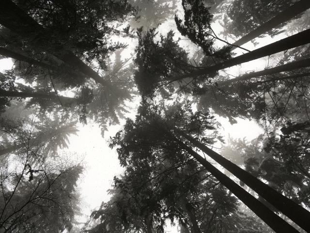 Capilano Canyon