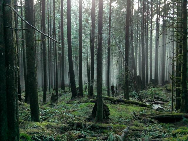 Lower Falls Trail