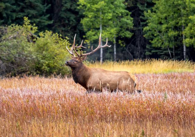 Upper Elk Valley