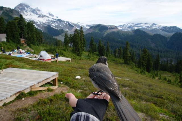 Elfin Lakes