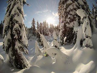 Mount Seymour Snowshoe Trail