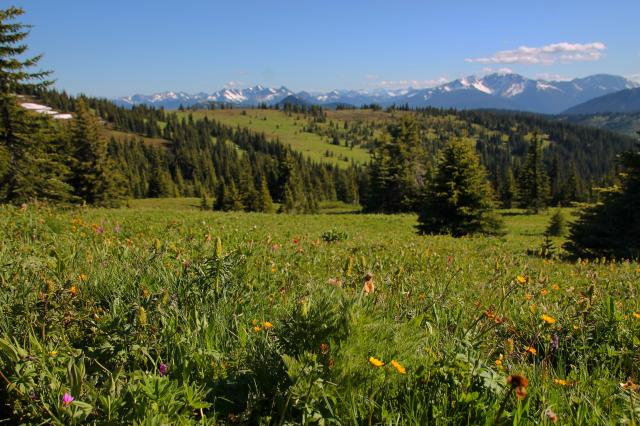 Heather Trail To Three Brothers