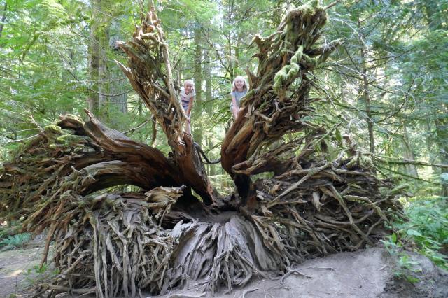 Cathedral Grove