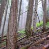 Garibaldi lake hike