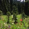 Taylor Meadows towards Black Tusk/Panorama Ridge