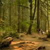 Lynn Canyon