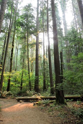 Cyrstal Falls Trail