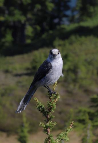 Elfin Lakes Trail