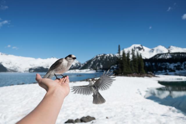 Garibaldi Lake