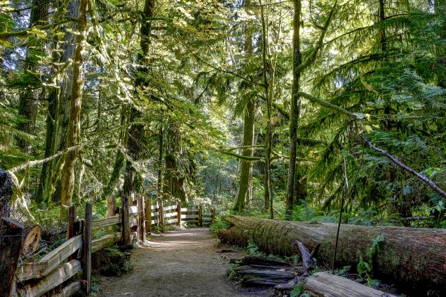 Living Forest Trail