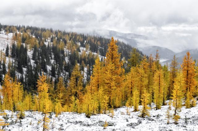 Frosty Mountain