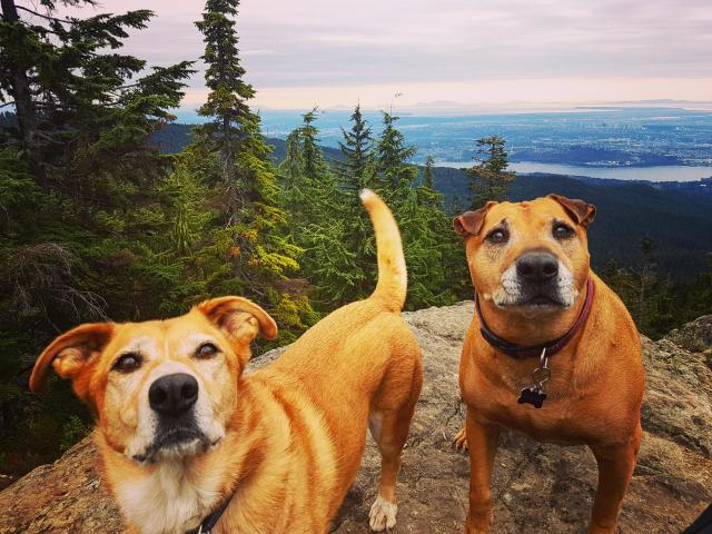 Dog Mountain