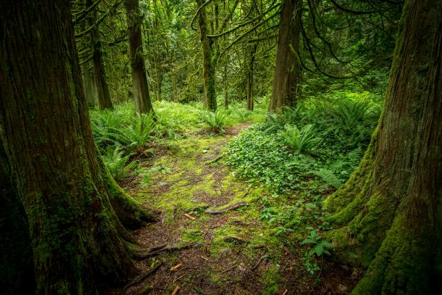 BADEN POWELL TRAIL