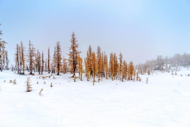 Frosty Mountain