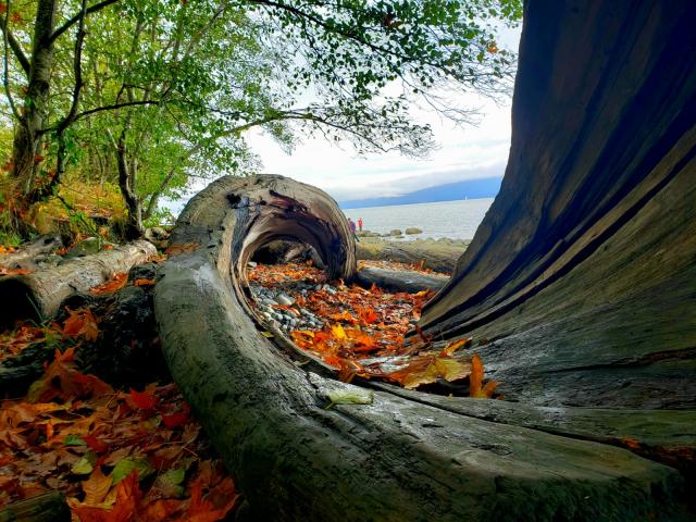 Foreshore Trail