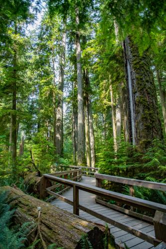 Cathedral Grove