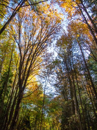 Killarney Creek Trail