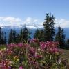 Elfin lakes trail