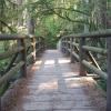 Capilano Pacific Trail