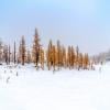 Frosty Mountain