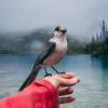 Joffre Lakes