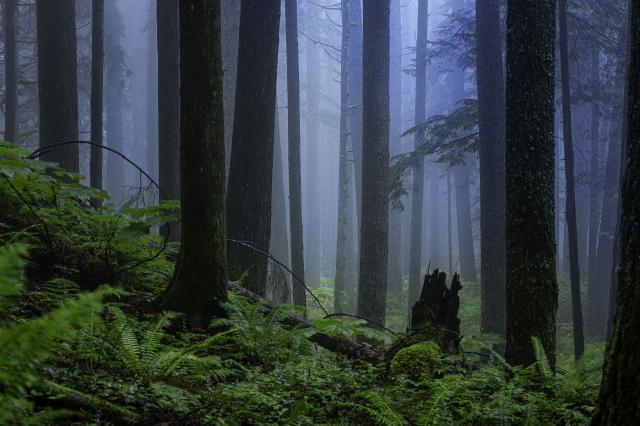 Elk/Thurston Trail