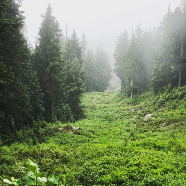 Mystery Lake Trail