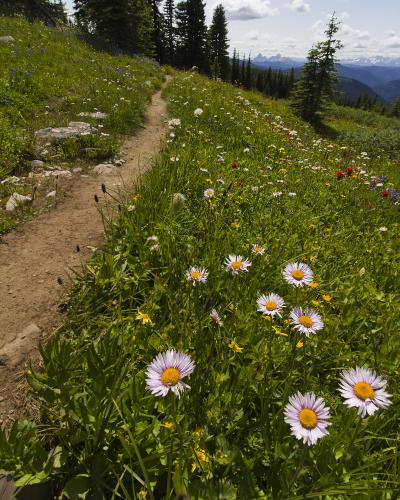 Heather Trail