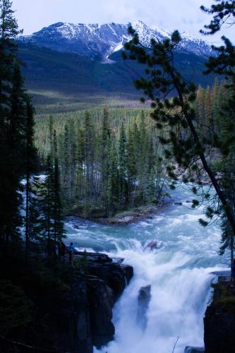 Sunwapta Falls Trail