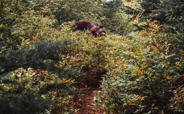 Baden Powell Trail